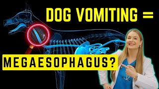 Megaesophagous in Dogs Simply Explained  Survival time [upl. by Eittol]