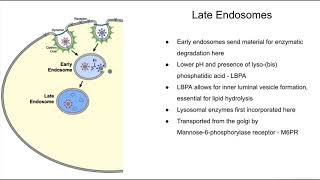 Summary of the endocytic pathway and lysosomal dysfunctions [upl. by Ecirtahs991]