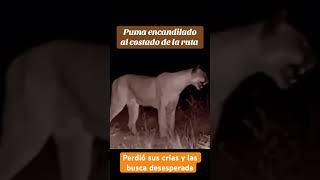 PUMA DESESPERADA BUSCA A SUS CRIAS [upl. by Aimac290]