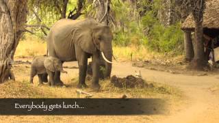 Essential Destinations  Selous  Lake Manze and Baby elephant in camp [upl. by Rustin]