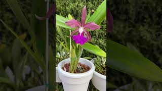 FIRST EVER Bloom INTRO to Cattleya bicolor post repot UPDATE ninjaorchids shorts blooms orchids [upl. by Bright]