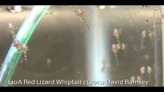 L10A Red Lizard newly hatched fry and feeding [upl. by Bethina217]