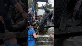 Catch and releasing a giant alligator in the swamps of La [upl. by Wayne912]