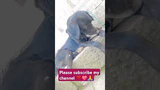 Dog acting❤️funnypet🐕animal loveplease subscribe my channel ❣️💖🙏 [upl. by Dranyer]