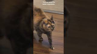 Thee meower cutecat cuteanimal cute pets funny shortsfeed shorts fyp catlover cat cats [upl. by Joash302]