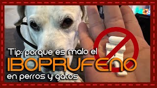 Porque es malo el IBOPRUFENO ASPIRINA y PARACETAMOL en perros y gatos [upl. by Aihset]