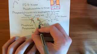 The Growth Factor Receptor and PI3K  AKT  mTOR Pathway Part 4 [upl. by Meredeth]