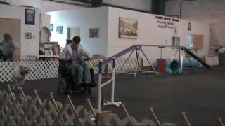 Dog Agility class with handler using power wheelchair [upl. by Nnayelhsa]