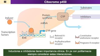 Farmacocinética METABOLISMO de fármacos [upl. by Schwab]