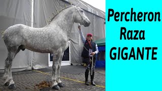 Percheron Raza Gigante de caballos [upl. by Hsatan399]