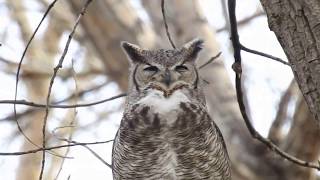 Owl Hooting [upl. by Ecnadnac]