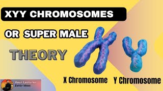 XYY Chromosome Theory or Super Male Theory  Biological Theory of Crime criminology [upl. by Notle701]