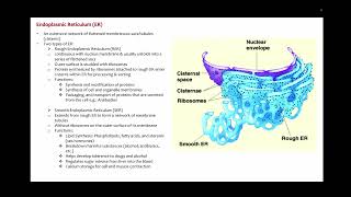 SIR1001 lecture 4 Fundamental Microbiology [upl. by Krucik]