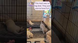 goldenretrieverpuppies on a new prickly mat [upl. by Aleil208]