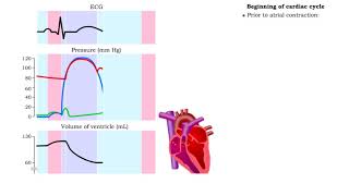 Five phases of cardiac cycle amp Atrial contraction [upl. by Alexandros]