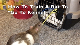 How To Train A Rat To quotGo To Cratequot [upl. by Eyahsal]