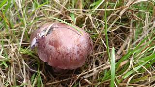 Cortinarius Purpurascens 🍴22092024 La Tremelière [upl. by Stanzel728]