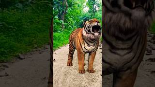 Jungle tour youtubeshorts viralvideos trendingshorts tiger dance funny new bf X video [upl. by Iveksarap]