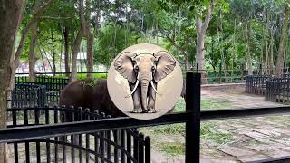 Weekend at Bannerghatta Zoo [upl. by Bechler]