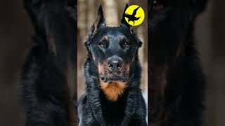 💥¿Por qué crearon el Beauceron [upl. by Weatherley]