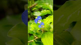 Commelina benghalensisviews youtubeshorts trending blue shortsfeed shortsytshorts viralvideo [upl. by Raman931]