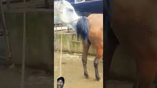 horse horselover equestrian animals horseriding duetz comedyfilms animaltv funnycomedy cow [upl. by Limbert]