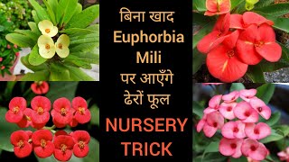 Euphorbia mili plant care Nursery trick to get flowers on euphorbia mili  crown of thorns plant [upl. by Lorola465]