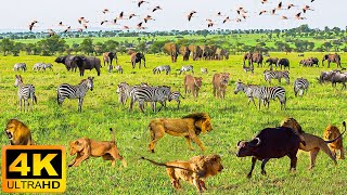 4K African Wildlife Hwange National Park  Explore Planet Animals Footage With Real Sounds in 4K [upl. by Uuge774]