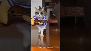 Keren banget kucing ini bawa gitar😂 shorts cats funny [upl. by Oicnecserc]