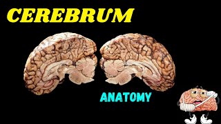 Cerebrum Anatomy  structure  function  Main fissures  Sulci  Gyri  lobes of cerebrum [upl. by Carmelita]