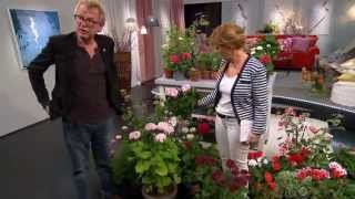 Pelargontips med Lasse Anrell  Malou Efter tio TV4 [upl. by Anemolihp]