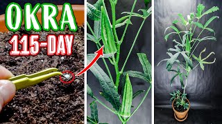 Okra Plant Growing Time Lapse  Seed to Pod 115 Days [upl. by Rida]