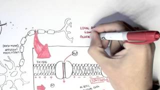 Pharmacology  Local Anaesthetic [upl. by Baxie]