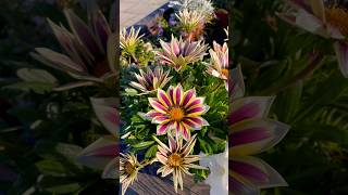 Gazania rigens gazania flowers flower flowerbed [upl. by Ecirtam]