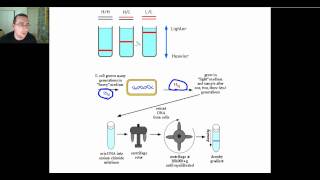 Semiconservative DNA Replication [upl. by Analla]