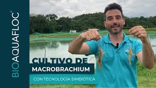 Cultivo de Macrobrachium con Tecnología Simbiótica [upl. by Lesley]