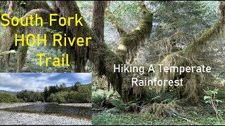 South Fork HOH River Trail Hiking Through a Temperate Rain Forest Searching For Elk Bears amp Salmon [upl. by Donadee]