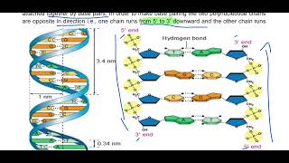 Watson and Crick Model of DNA 11th Chemistry biology education biomolecules DNA nucleotide [upl. by Mccoy]