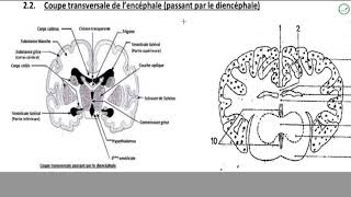 Cours  Terminale L2  SVT  Organisation de lencéphale  Organisation externe de lencéphale [upl. by Nylrats]