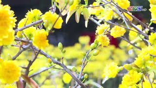 Picking apricot leaves to celebrate Tết  Cần Thơ News [upl. by Akimet139]