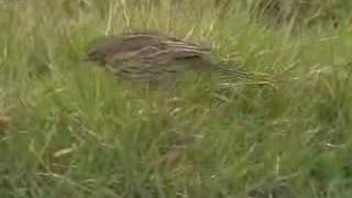 Meadow Pipit Anthus pratensis [upl. by Cacka]