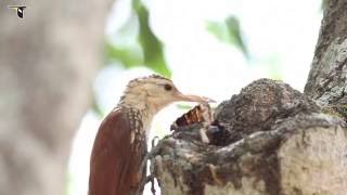 Straightbilled Woodcreeper Breaks Down Large Insect [upl. by Aldwin395]