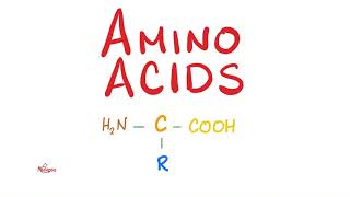 Amino Acids  What is their structure  Biochemistry Series [upl. by Nwahsuq]