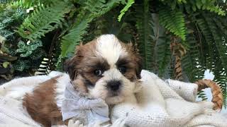 Renleys Shichon Puppies Shihtzu Bichon Puppies Timbercreekpuppies Teddybear puppies [upl. by Francyne]