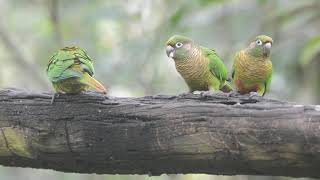 tiribadetestavermelha Pyrrhura frontalisMaroonbellied Parakeet [upl. by Anialeh]