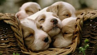 Musica per cuccioli e cani  Sleep vostri animali domestici [upl. by Rustie]