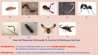 Dichotomous Keys  How To Construct Them Explained [upl. by Amethist]