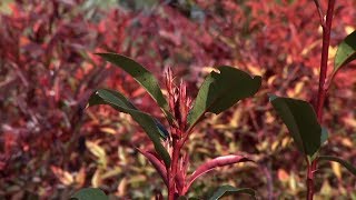 Photinia fraserii red robin características y cuidados  Decogarden  Jardinatis [upl. by Nikita]