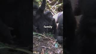 Gorillas Share 98 DNA with Humans 🦍 [upl. by Yim]