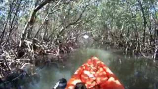 Kayaking in the Caladesi Island Mangrove Trail [upl. by Huston]